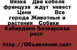  Вязка ! Два кобеля француза ,ждут  невест.. › Цена ­ 11 000 - Все города Животные и растения » Собаки   . Кабардино-Балкарская респ.